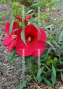 Picture of Hibiscus  'Fireball'