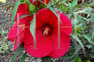 Picture of Hibiscus  'Fireball'