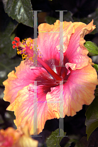 Picture of Hibiscus rosa-sinensis 'Erin Rachael'