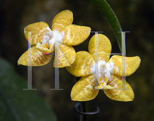 Picture of Phalaenopsis x 'Darkman'