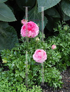 Picture of Ranunculus asiaticus 'Bloomingdales Pink Shades'