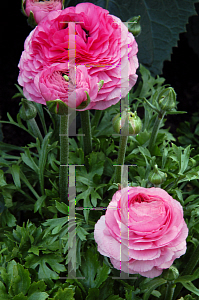 Picture of Ranunculus asiaticus 'Bloomingdales Pink Shades'