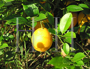 Picture of Citrus limon 'Meyer'