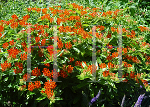 Picture of Asclepias tuberosa 'Gay Butterflies'