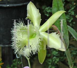 Picture of Rhyncholaelia digbyana 