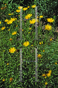 Picture of Buphthalmum salicifolium 
