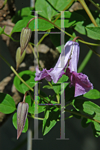 Picture of Clematis (z)(Viticella Group) 'Betty Corning'