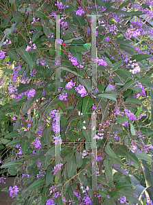 Picture of Hardenbergia violacea 