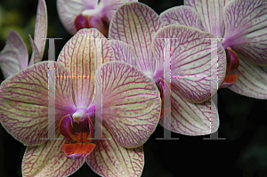 Picture of Phalaenopsis x 'Blandans Kaleidoscope'