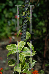 Picture of Thunbergia grandiflora 'Variegata'