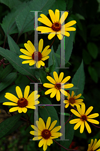 Picture of Heliopsis helianthoides 'Summer Nights'