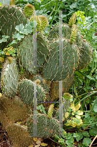Picture of Opuntia chlorotica 