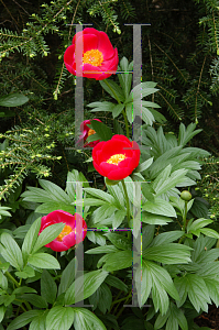 Picture of Paeonia  'Scarlett O'Hara'