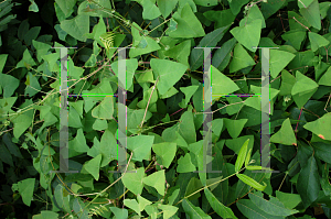Picture of Persicaria perfoliata 