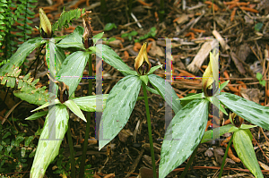 Picture of Trillium lancifolium 