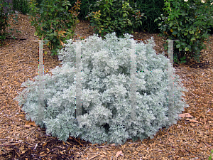Picture of Artemisia arborescens 'Powis Castle'
