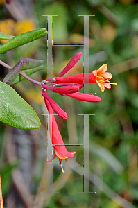 Picture of Lonicera sempervirens 