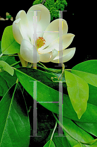 Picture of Magnolia virginiana 