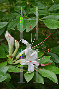 Picture of Rhododendron arborescens 