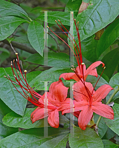 Picture of Rhododendron prunifolium 