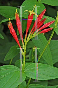 Picture of Spigelia marilandica 