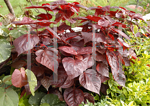 Picture of Acalypha wilkesiana 'Louisiana Red'