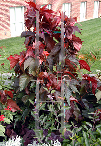 Picture of Acalypha wilkesiana 'Raggedy Anne'