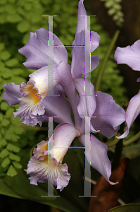 Picture of Cattleya x 