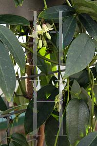 Picture of Holboellia latifolia 