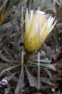 Picture of Protea repens 'White Ice'