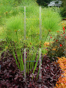 Picture of Cyperus papyrus 'Graceful Grasses  King Tut'