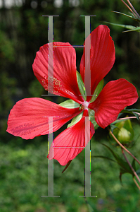Picture of Hibiscus coccineus 