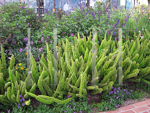 Picture of Asparagus densiflorus 'Myers'