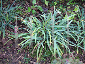 Picture of Carex laxiculmis 'Hobb (Bunny Blue)'
