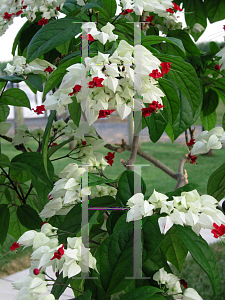 Picture of Clerodendrum thomsoniae 