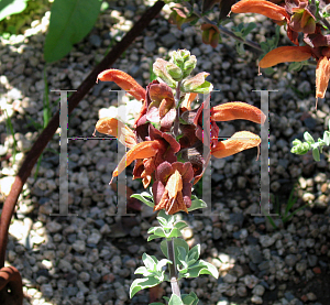Picture of Salvia lanceolata 