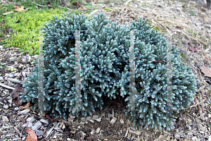 Picture of Juniperus squamata 'Blue Star'