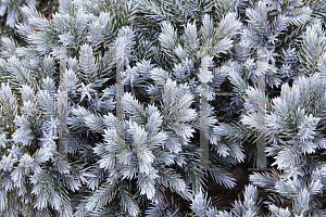 Picture of Juniperus squamata 'Blue Star'