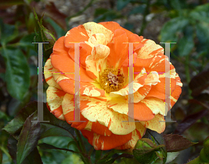 Picture of Rosa  'Macoranlem (Oranges 'n' Lemons)'