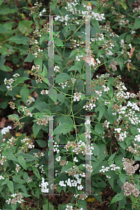 Picture of Ageratina altissima 