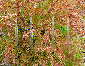 Picture of Thuja occidentalis 'Congabe (Fire Chief)'