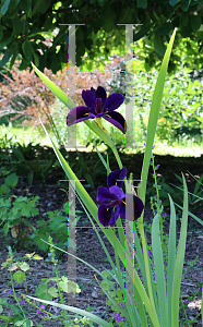 Picture of Iris louisiana hybrids 'Black Gamecock'