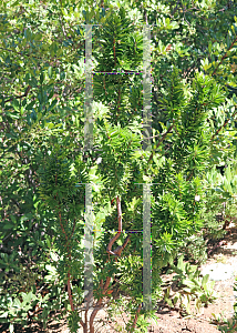 Picture of Myrtus communis 'Boetica'