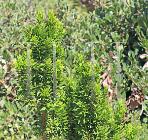 Picture of Myrtus communis 'Boetica'