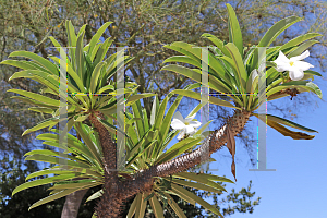 Picture of Pachypodium lamerei 