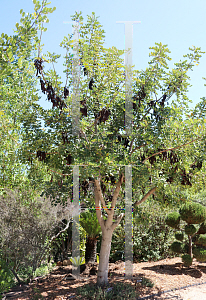 Picture of Ceratonia siliqua 