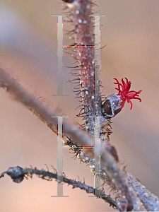 Picture of Corylus americana 