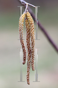 Picture of Corylus americana 