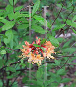 Picture of Rhododendron austrinum 