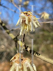 Picture of Chimonanthus praecox 